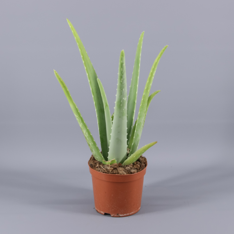 Aloe natural